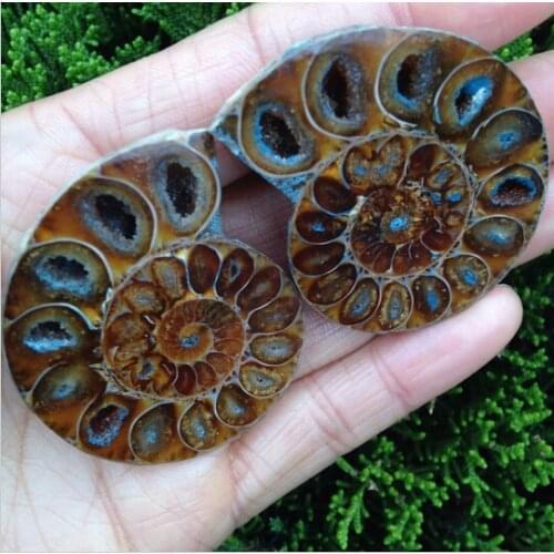 WBY---412++++1Pairs of split ammonite fossil specimen shell healing madagascar