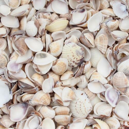 30pcs Natural Sea Shells Coquillage Beach Decor Craft Diy Marine Style Fish Tank Seashells Conch Embellishment 10-20mm