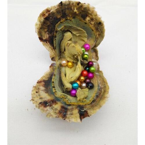 5pcs/lot Saltwater Akoya Oysters with 10 Round Pearls inside AAA Colored Round Pearls Akoya Mini Monsters Oysters ABH899