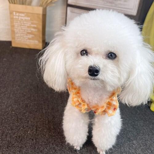 New Style Cherry Checked Skirt Cute Teddy Bichon Cat Clothes Cotton Vest Spring Summer Cloths