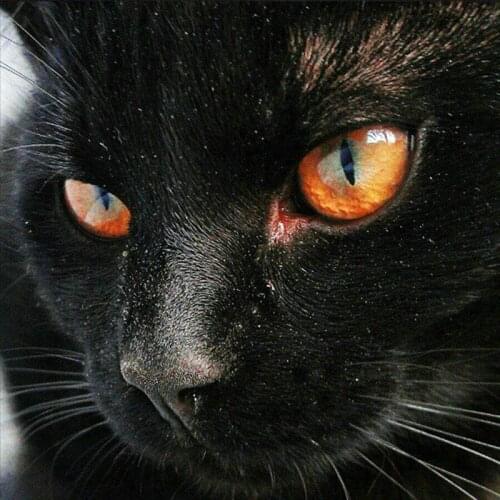 Black leopard diamond painting full square / round animal diamond art 5d mosaic handmade embroidery sticker