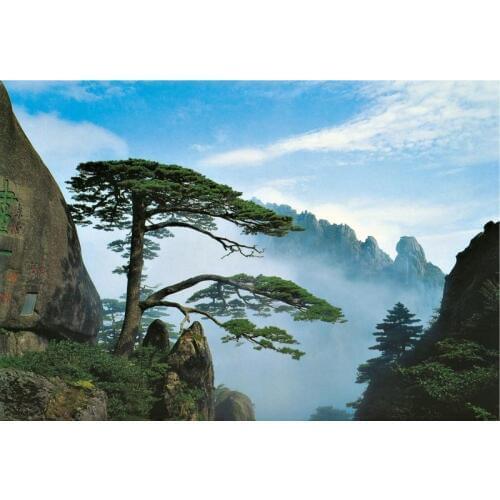 Canvas printed Fresh and green art from photo of Chinas famous welcoming Pine tree oil painting for home decor free shipping