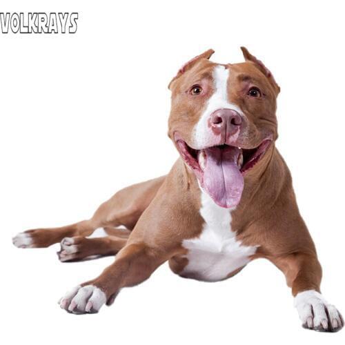 Volkrays American Pit Bull Terrrier Dog Breed for Car Window Wall Laptop Covers DIY Vinyl Funny Decal Accessories,15cm*13cm