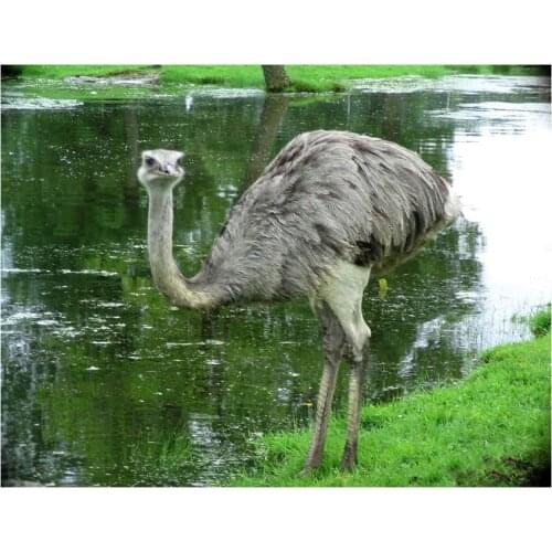 DIY 5D Square Round Drill Diamond Embroidery ostrich animal Embroidery with diamonds Mosaic Diamond Painting Cross Stitch Kits