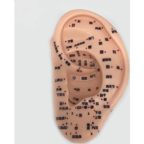 13cm Meridian Ear Massage Acupuncture Model Ear Reflection Area Model Massage Ear Model Acupuncture Massage Teaching Supplies
