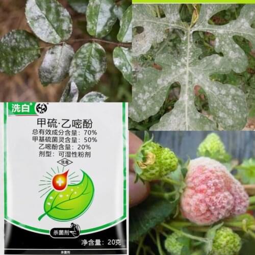 20 g thiophanate-methyl/rose/powdery mildew/ Control various diseases of vegetables, fruits and gardens