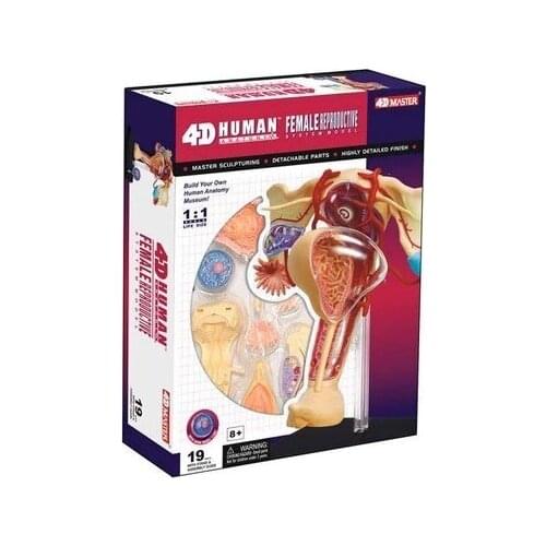 4D MASTER assembled Human model the female reproductive can medicine use 13*12*16cm free shipping