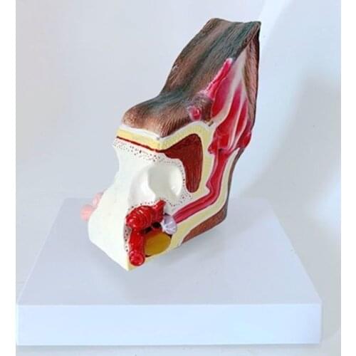 Dog ear lesion anatomical model anatomy animal Veterinary dog skeleton models medical Teaching aids