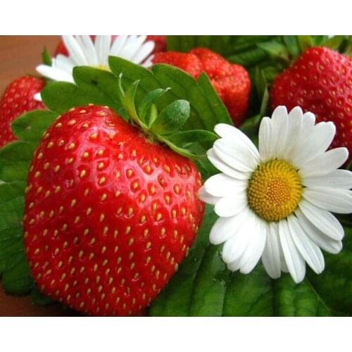 Strawberry flower DIY Crystal 5D full plastic diamond painting embroidery glue cross stitch kit art 3D mosaic square rhinestone
