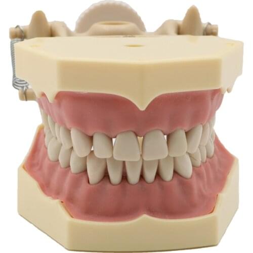Dental Teeth Model Standard Soft Gum Orthodontic Study Training Tool for Dentist School Student