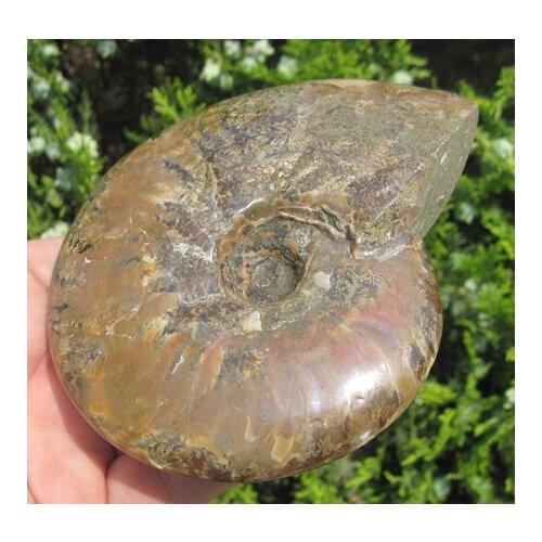 400g LOVELY AMMONITE FOSSIL (CRETACEOUS) MADAGASCAR