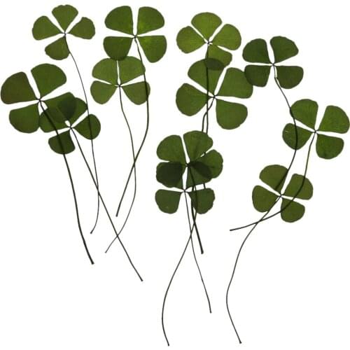 12 Real Pressed Leaves Flower Embellishments Card making Scrapbooking Art Crafts