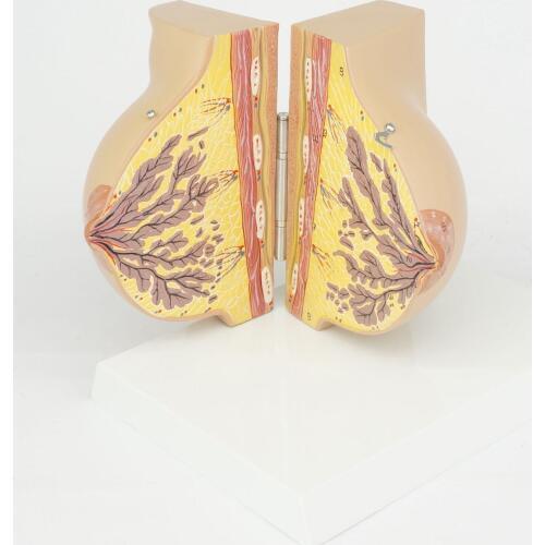 Medical Feminine Stationary Phase Breast Model Anatomy Enhancement Beauty Obstetrics and Gynecology Teaching