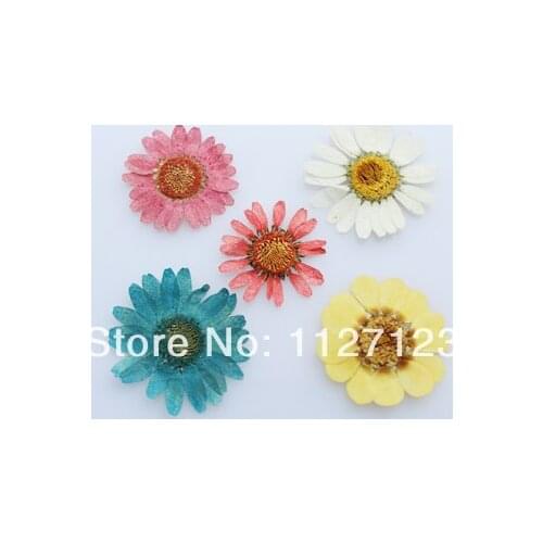 50pcs Real Dry Chrysanthemum For Glass Globe Bottles Dry Flower for Rice Jewelry vials,DIY Wishing Bottle Pendant