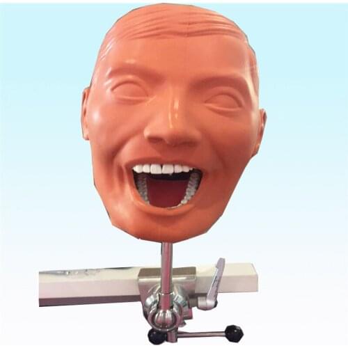 Phantom Head Model for Dentist Education Bench Mounted Dental Study Head Model Teeth Model Using in School or Dental Lab Study