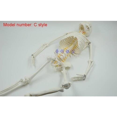 Free shipping&85cm human bone,suspension type,Professional nerve intervertebral disc,flexible spine, medical skeleton model