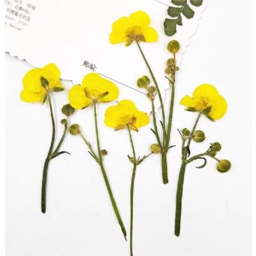 120pcs Dried Pressed Buttercup Ranunculus Stem Flower For Epoxy Resin Makeup Jewelry Postcard Invitation Card Phone Case DIY
