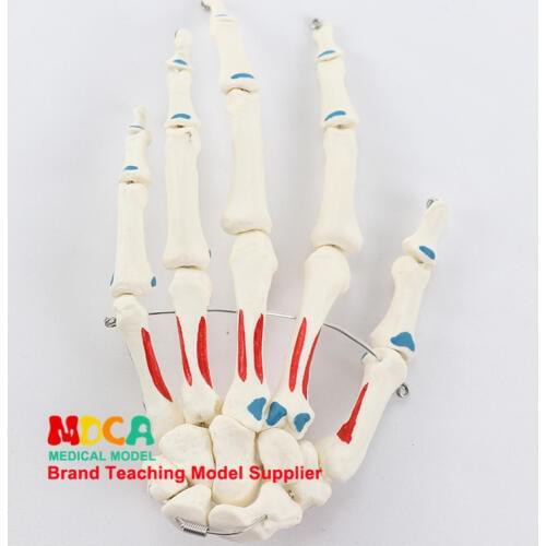 1:1 life size hand bone and muscle start and stop point identification Department of orthopedics massage teaching medical ankl