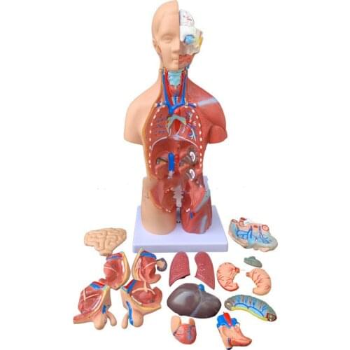 45CM sex torso model with 23 pieces of visceral torso model can be disassembled human anatomy teaching torso model