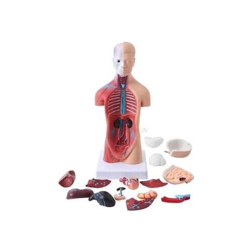 Human Body Model Anatomy Heart Model Brain Human Body Structure Model Medical Organ Torso Teaching Internal Organs