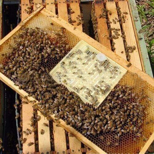 Beekeeping Bee Queen Rearing Cell Box Plastic Honeycombs Bee Cage Isolation Apiculture Equipment