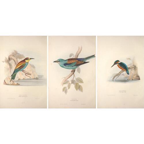 Pastoral animal color feathers bird scenery oil painting canvas prints printed on canvas home wall art decoration picture