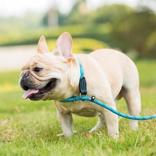 Dog Leash Nylon Braided Rope Leash with Soft Handle Pet Dog Hand Holding Rope Dog P Chain Pet Dog Pet Supplies