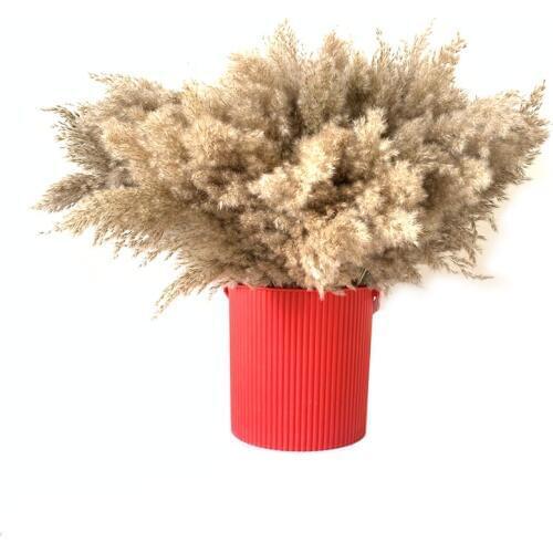 50pcs wedding flower bunch natural dried reed pampas Grass raw color 100pcs home decor phragmites communisg