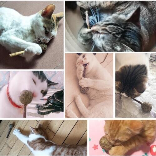 12*3.5cm Cat Catnip Lollipop Cat Cleaning Teeth Natural Catnip Ball Pet Cat Toothpaste Matatabi Silvervine Cat Snacks Sticks