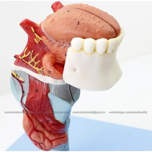 CMAM/12506 Larynx with Toungue and Teeth, Human Respiratory System Medical Teaching Anatomical Model