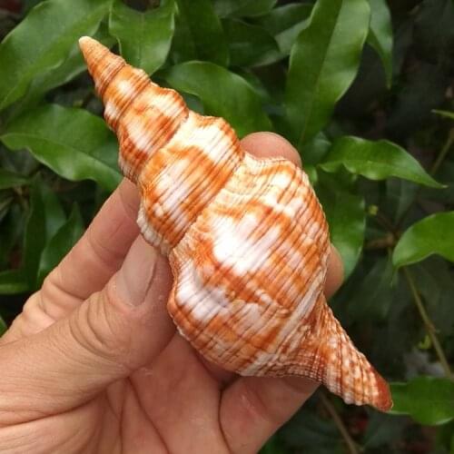 Natural Conch Shells Red Flower Diamond Snails Red Red Snail Snails Aquarium Fish Tank Landscaping Home Window Photo Decoration