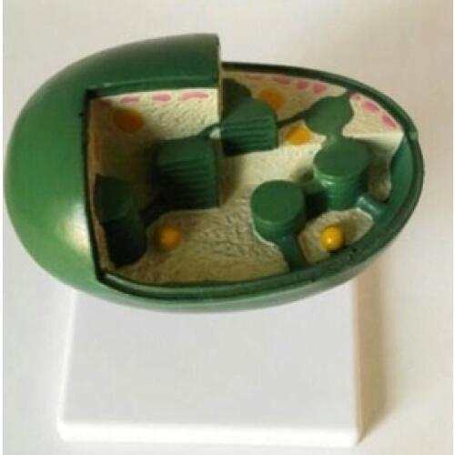 Biological instruments teachig aids medical chloroplast model Anatomy teaching free shippig