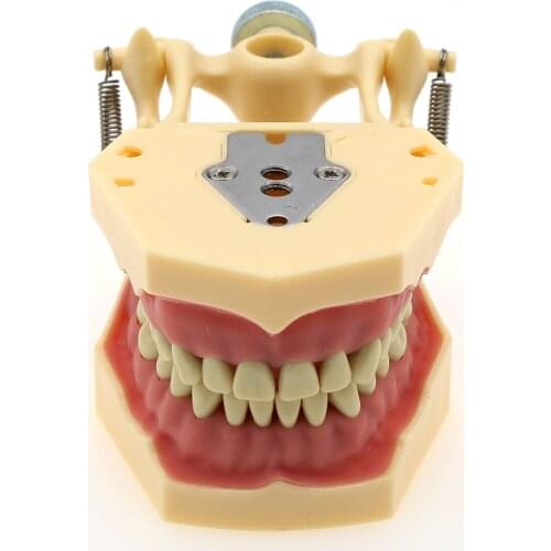 Dental Frasaco AG3 Type Restorative Typodont Model 32pc Marked Teeth M8014