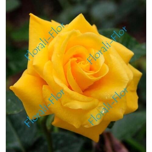 Товары для сада и огорода Florali-Flor China At AliExpress