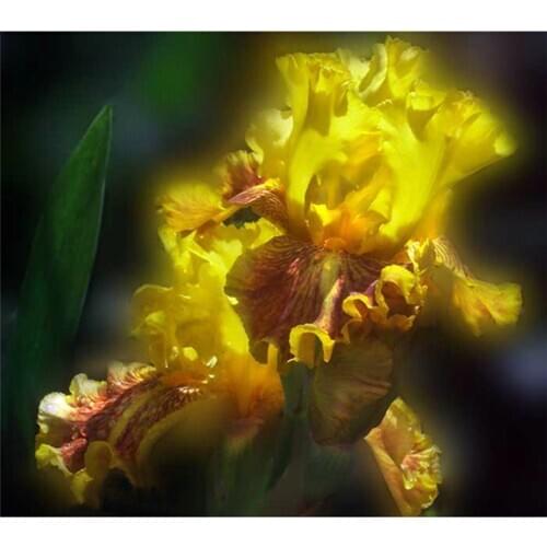 3D diamond embroidery flower diamond cross stitch crystal square diamond sets diy diamond painting - dream Canna flowers A4973R