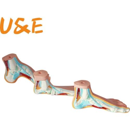 Foot model human foot palm muscle model arch foot model foot anatomy