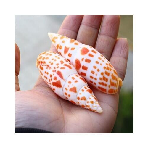 7-8cm Hot selling natural conch shell koi pen snail pencil snail fish tank aquarium landscaping decoration shooting props