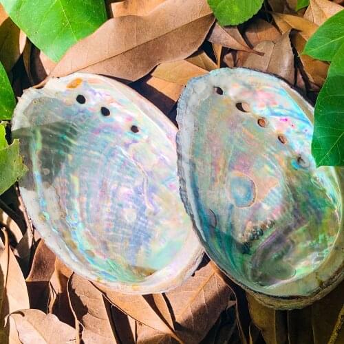 Natural Chilean Abalone Shell Glossy Scallop Aquarium Landscapng Decor DIY Jewelry Display Stand Caviar Dish Collection Specimen