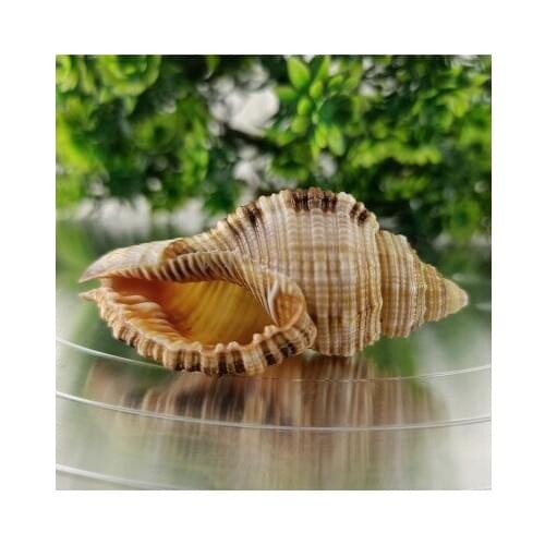 Boutique shell conch hair snail fish tank landscaping aquarium decoration collection platform decoration Mediterranean style