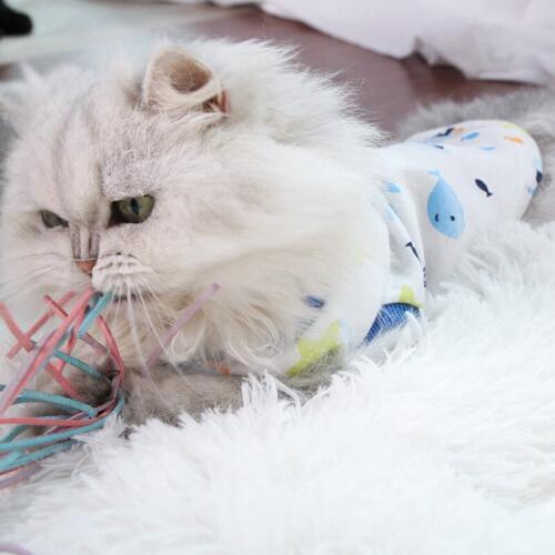 Bayppy Clothes For Cats