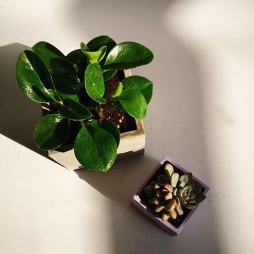 Large 12cm Square Concrete Flower Pot Silicone Mold Succulent Planter Silicone Mold Homemade Succulent Plant Pot Molds J60E