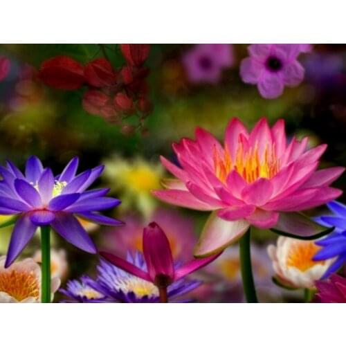 JMINE Div 5D Lotus flower Full Diamond Painting cross stitch kits art High Quality Floral 3D paint by diamonds