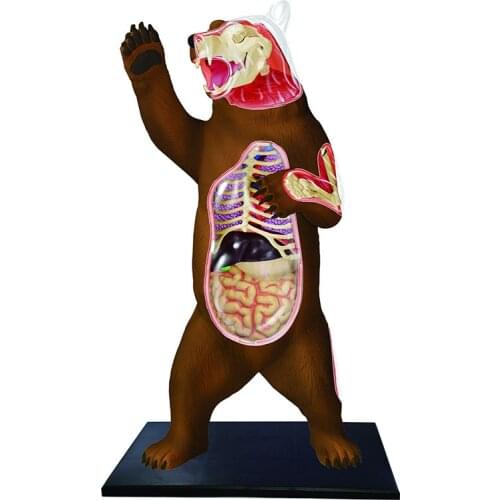 Animals Anatomical Model Bear Puzzle Assembly Toys Biology Bear Organ Skeleton Anatomy Medical Teaching Aids Model Building Kits