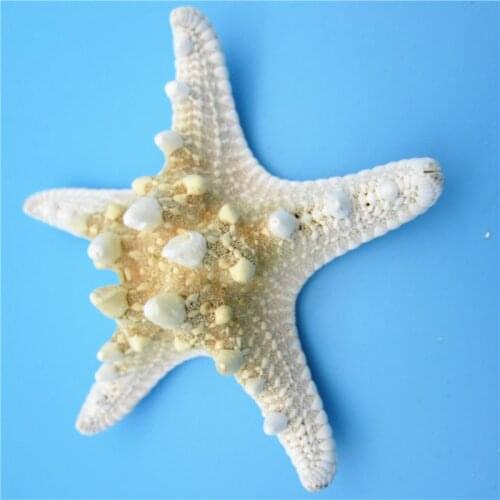 NHBR 5pcs/lots fashion crafts white bread sea shell starfish home decorative handicrafts