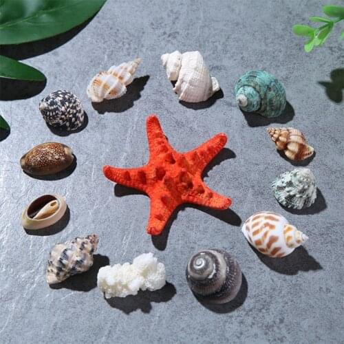 Mixed Beach Seashell Starfish Natural Colored Seashell Suitable for Beach Theme Parties Home Decoration Diy Craft B03B