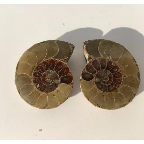 2pcs Natural conch slice polished Fossil Madagascar 24g