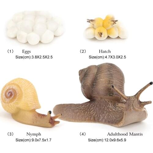Marine Creatures Growth Diary Simulation Snail Life Cycle Set Model Action & Toy