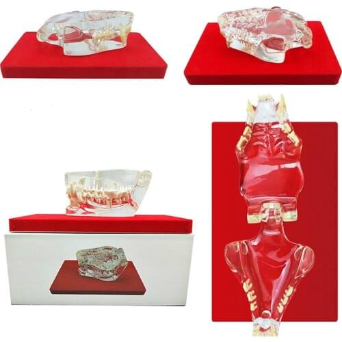 Transparent resin Animal tooth model Cat tooth mouth Dog tooth Rabbit skull Cat Skull teaching Small animal veterinarian