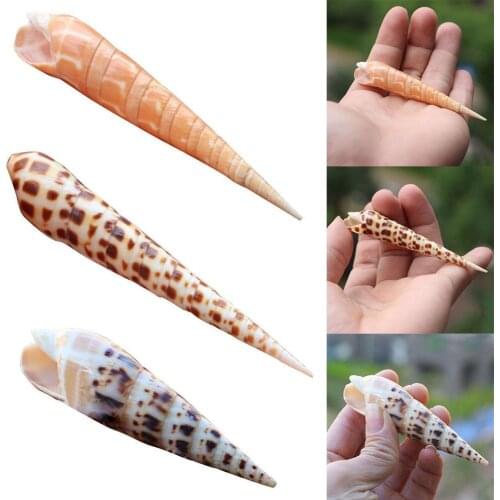Creative Natural Conch Shell Red Diamond Bamboo Snail Brown Spot Bamboo Snail Flower Tooth Bamboo Snail Collection Specimen