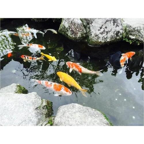 DIY Diamond Painting Full Diamond Round Koi Tour Cross Stitch Embroidery Home Decoration